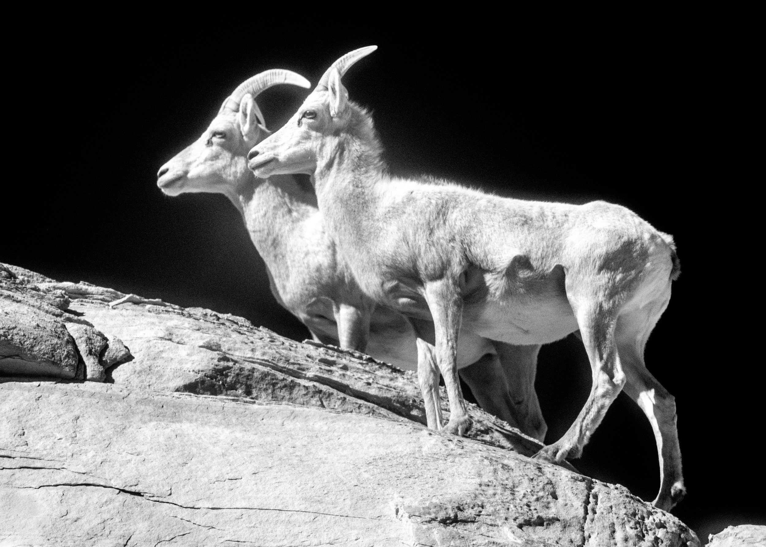 012_wildlife.jpg